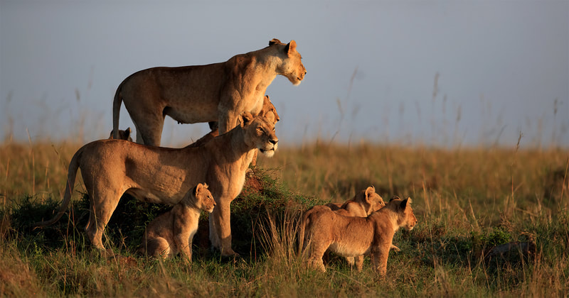 African lion family, Maasai Mara, Kenya by Bret Charman