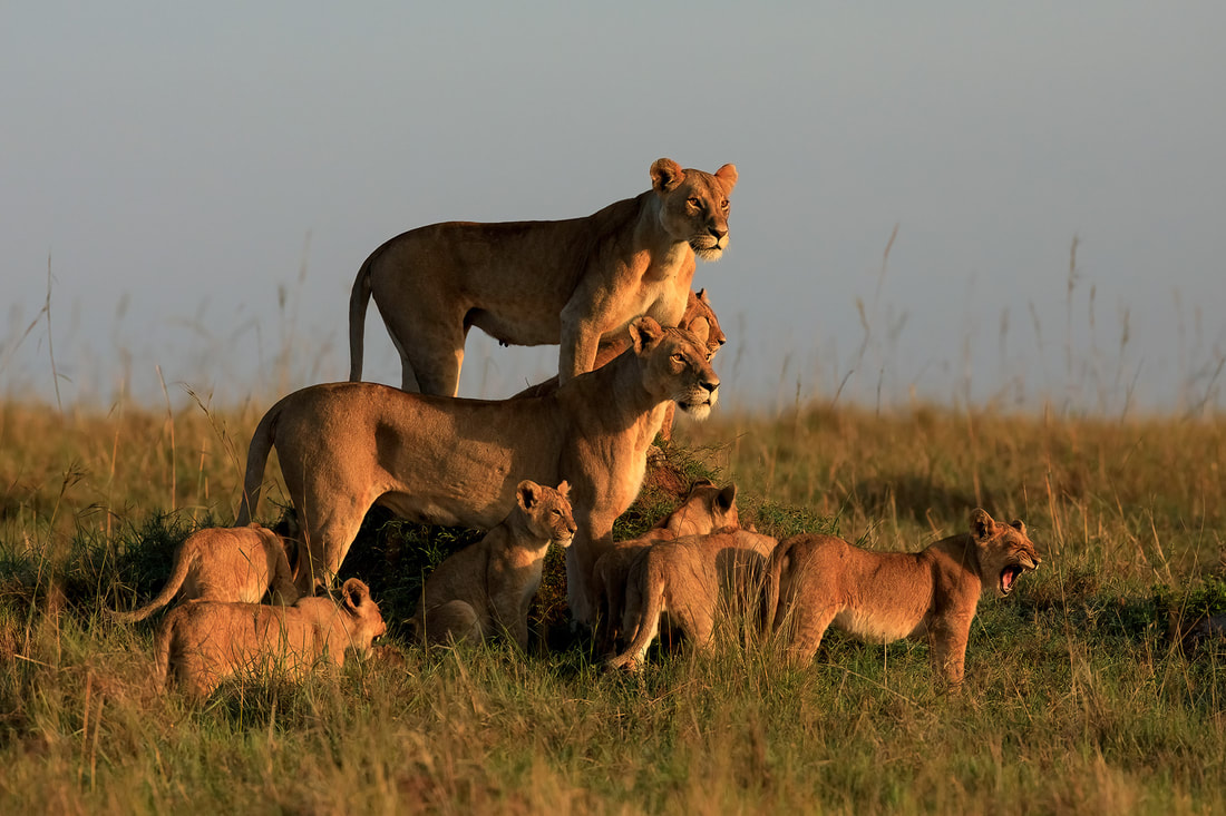 Lion pride, Maasai Mara, Kenya by Bret Charman
