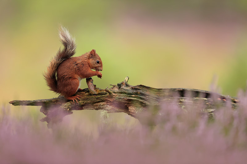 Red squirrel in summer heather bloom, Cairngorms National Park, Scotland by Bret Charman