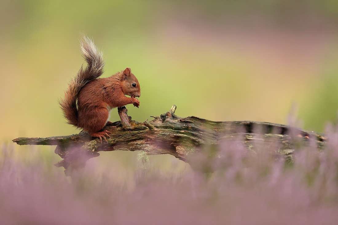 Red squirrel feeding with heather in foreground, Cairngorms (Bret Charman)