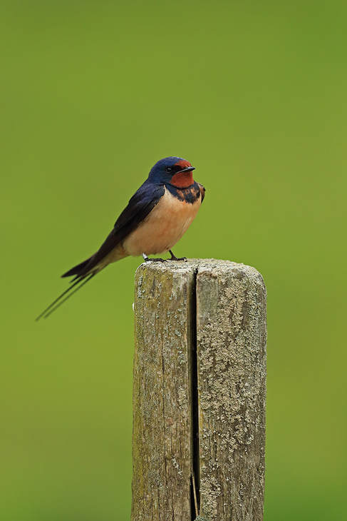 Swallow resting on a fence post