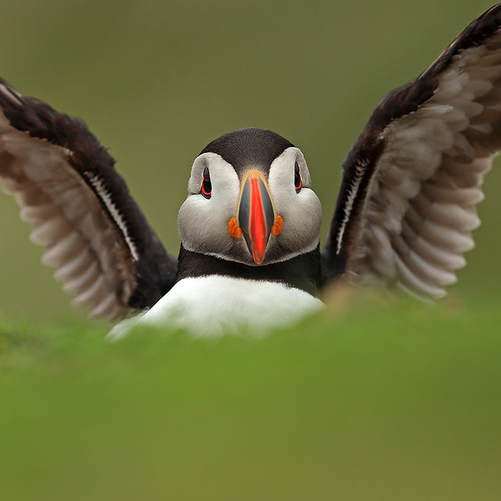 Puffin portrait with outstretched wings