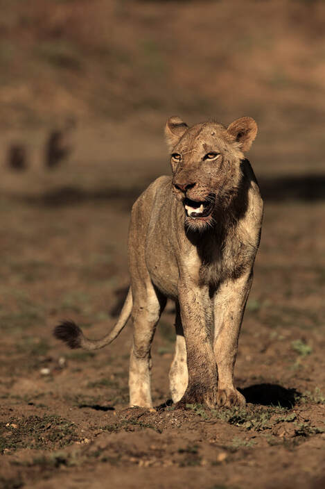 Young male lion, South Luangwa National Park by Bret Charman