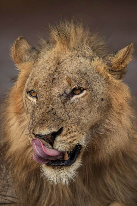 African lion male, South Luangwa National Park by Bret Charman