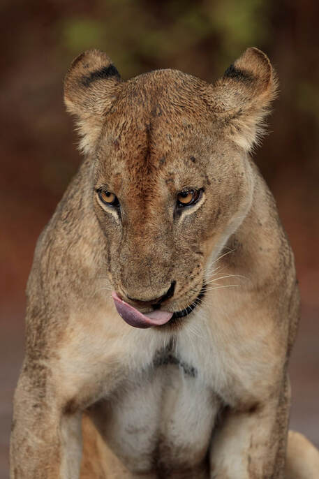Lioness, South Luangwa National Park by Bret Charman