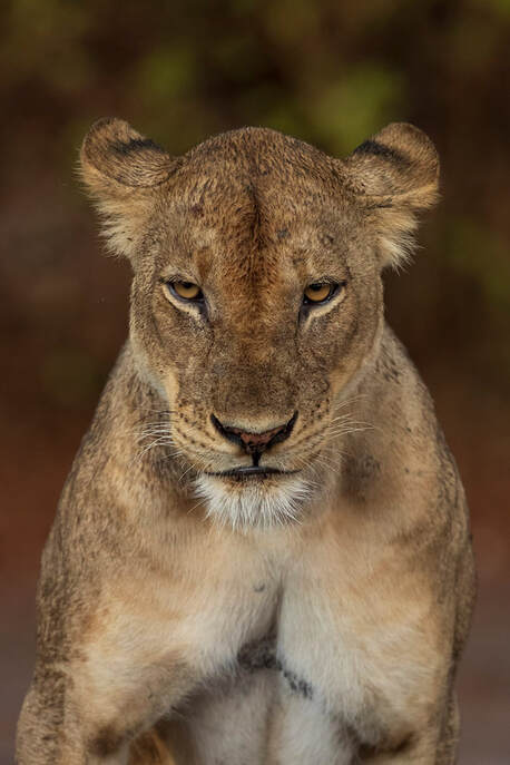 Lioness portrait, South Luangwa National Park by Bret Charman