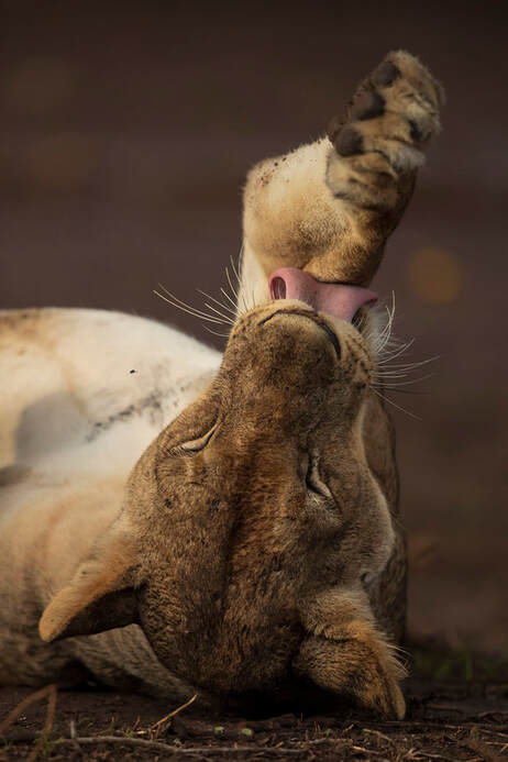 Lioness, South Luangwa National Park by Bret Charman