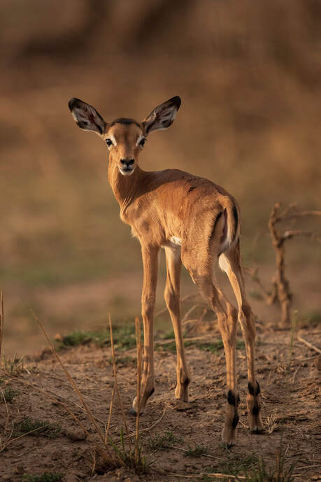 Newborn impala, South Luangwa National Park by Bret Charman