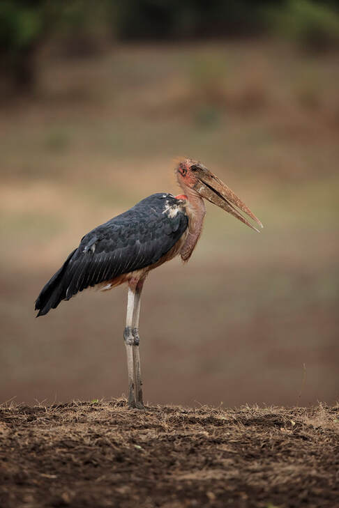 Maribou stork, South Luangwa National Park by Bret Charman