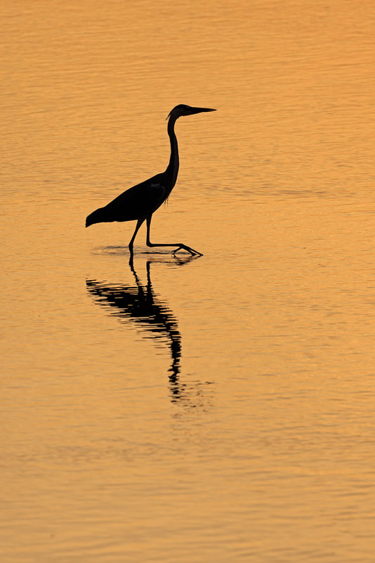 Grey heron at sunset, South Luangwa National Park, Zambia by Bret Charman