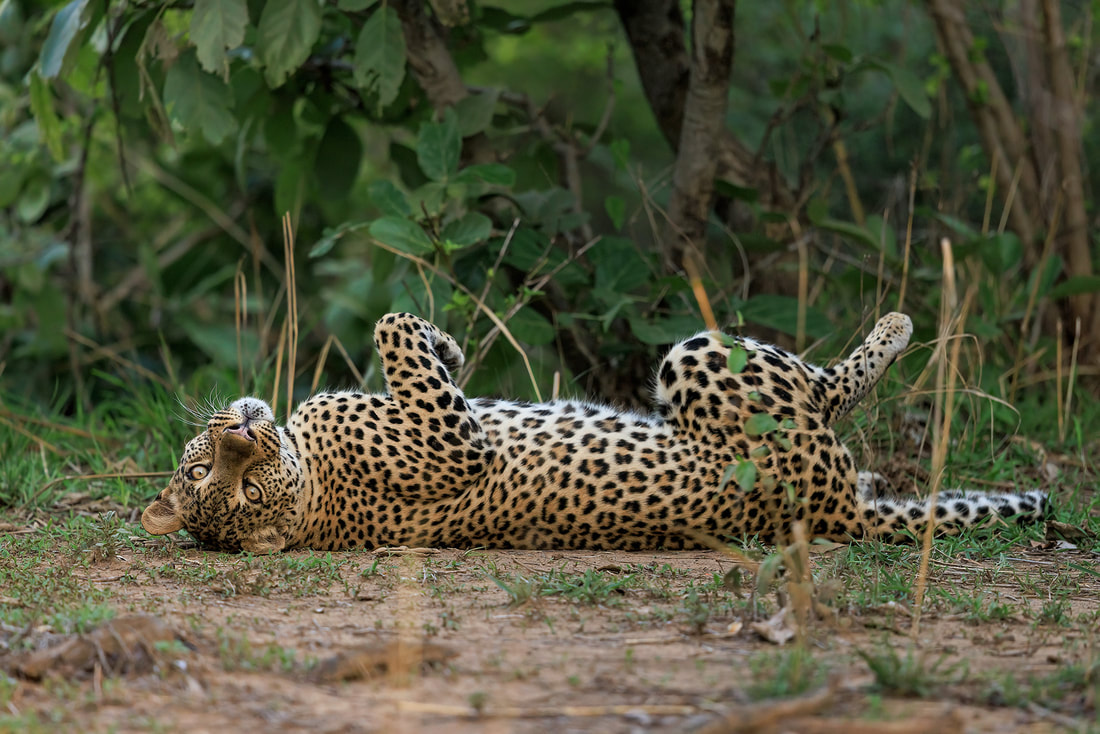 Leopard rolling, South Luangwa National Park, Zambia by Bret Charman