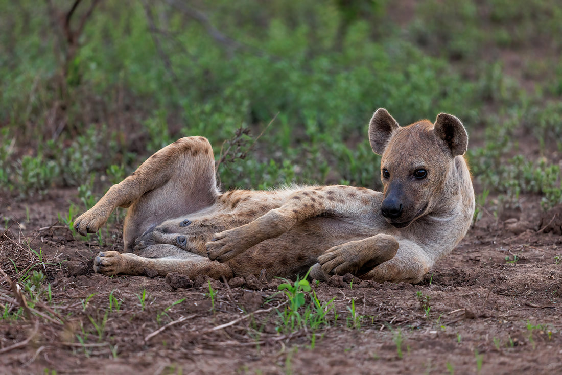Spotted hyena, South Luangwa National Park, Zambia by Bret Charman