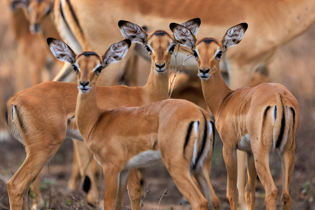 Baby impalas, South Luangwa National Park, Zambia by Bret Charman