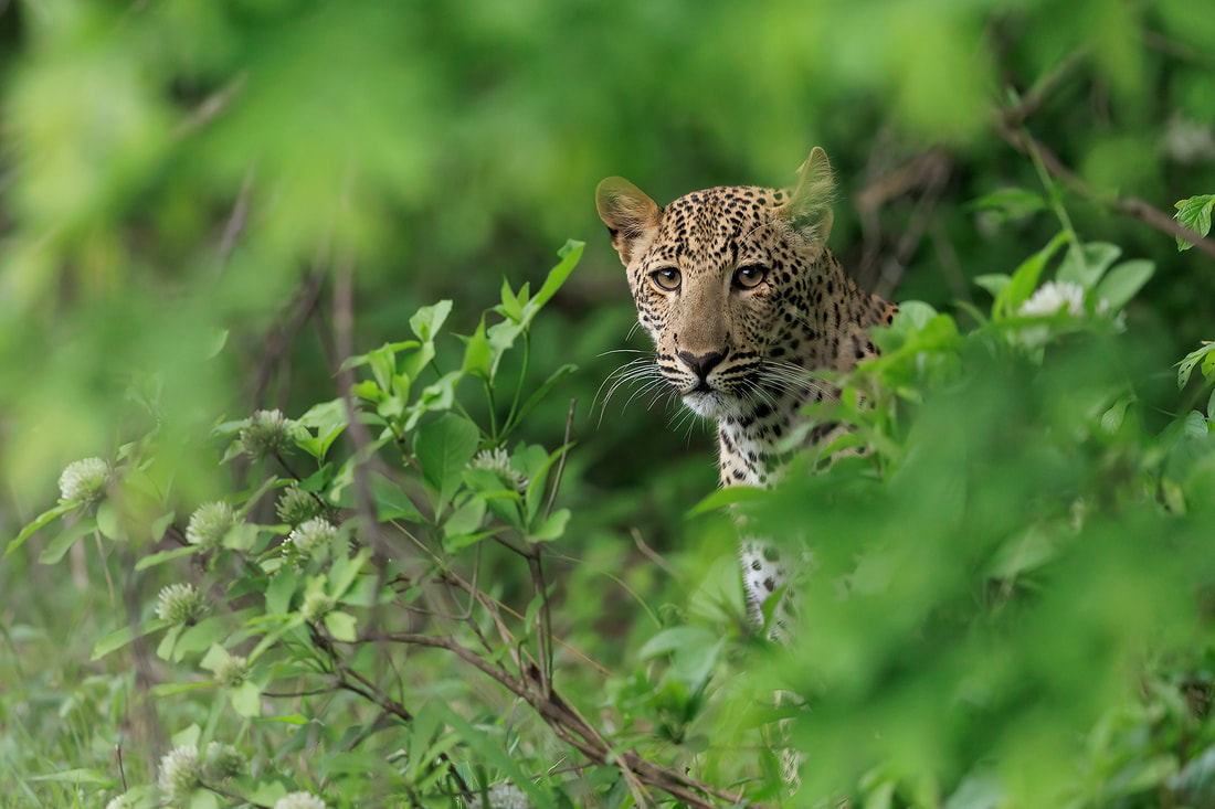 Leopard cub, South Luangwa National Park, Zambia by Bret Charman