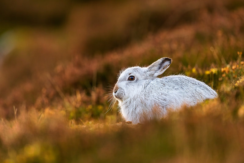 Mountain hare in afternoon sun, Northern Cairngorms, Scotland by Bret Charman
