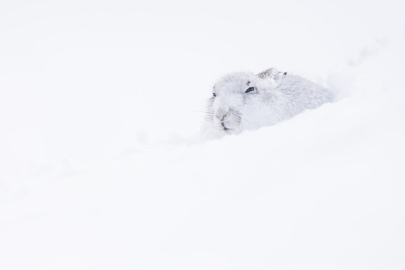 Mountain hare in snow, North Grampians, Scotland by Bret Charman