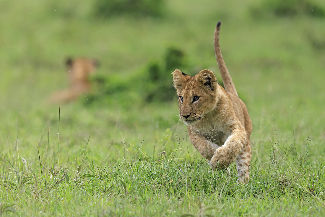 Lion cub running, Ol Kinyei Conservancy, Kenya by Bret Charman