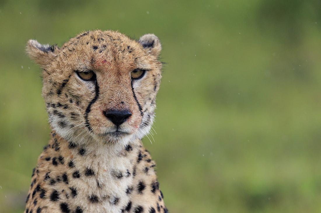 Cheetah portrait in the rain, Olare Motorogi Conservancy, Kenya by Bret Charman