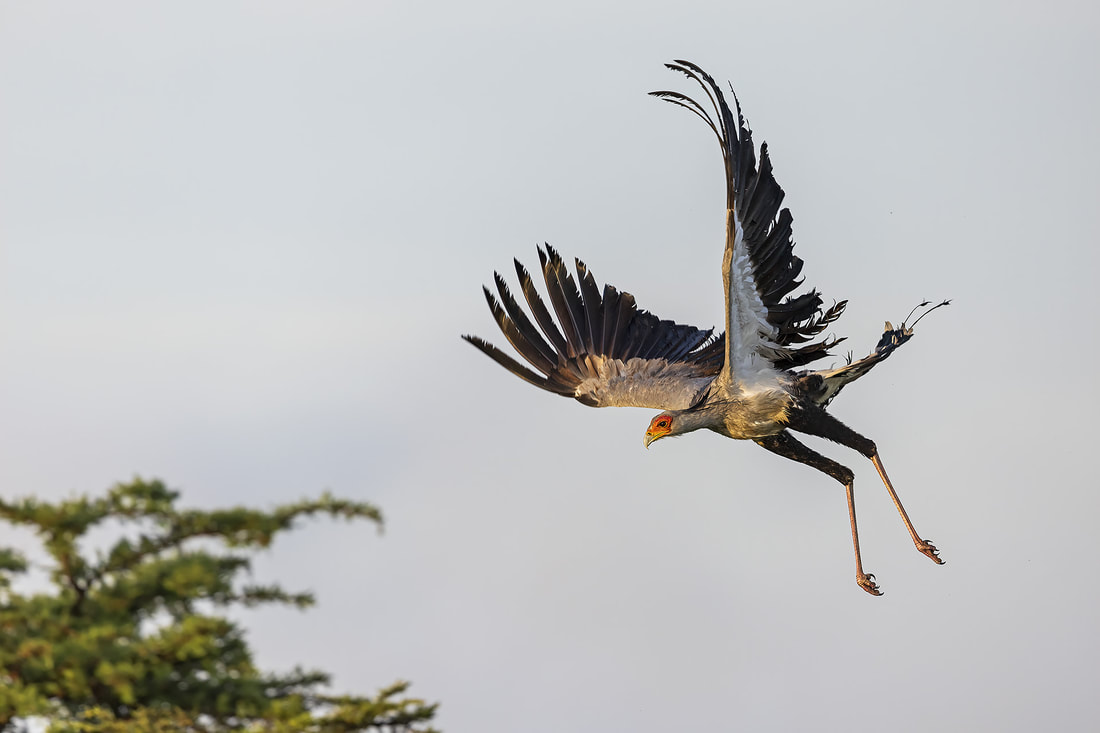 Secretary bird in flight, Olare Motorogi Conservancy, Kenya by Bret Charman