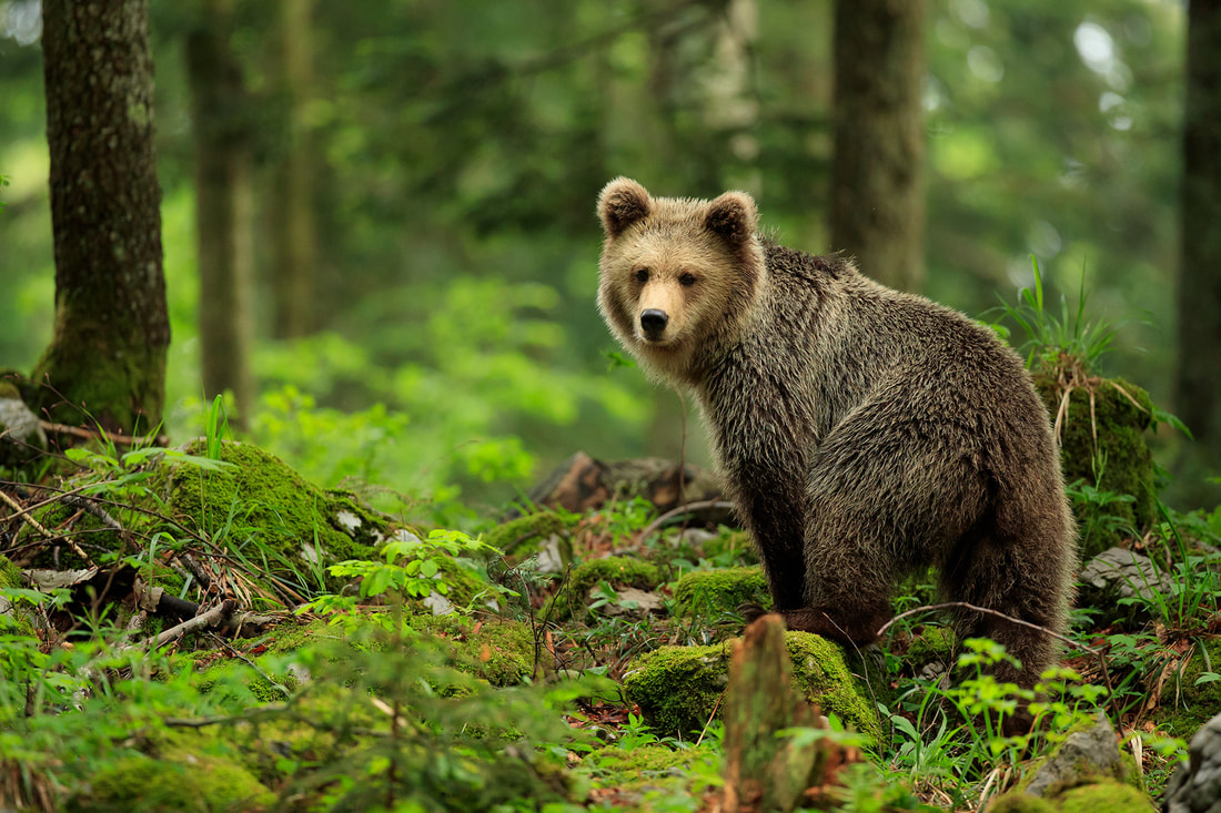 Brown bear, Slovenia by Bret Charman