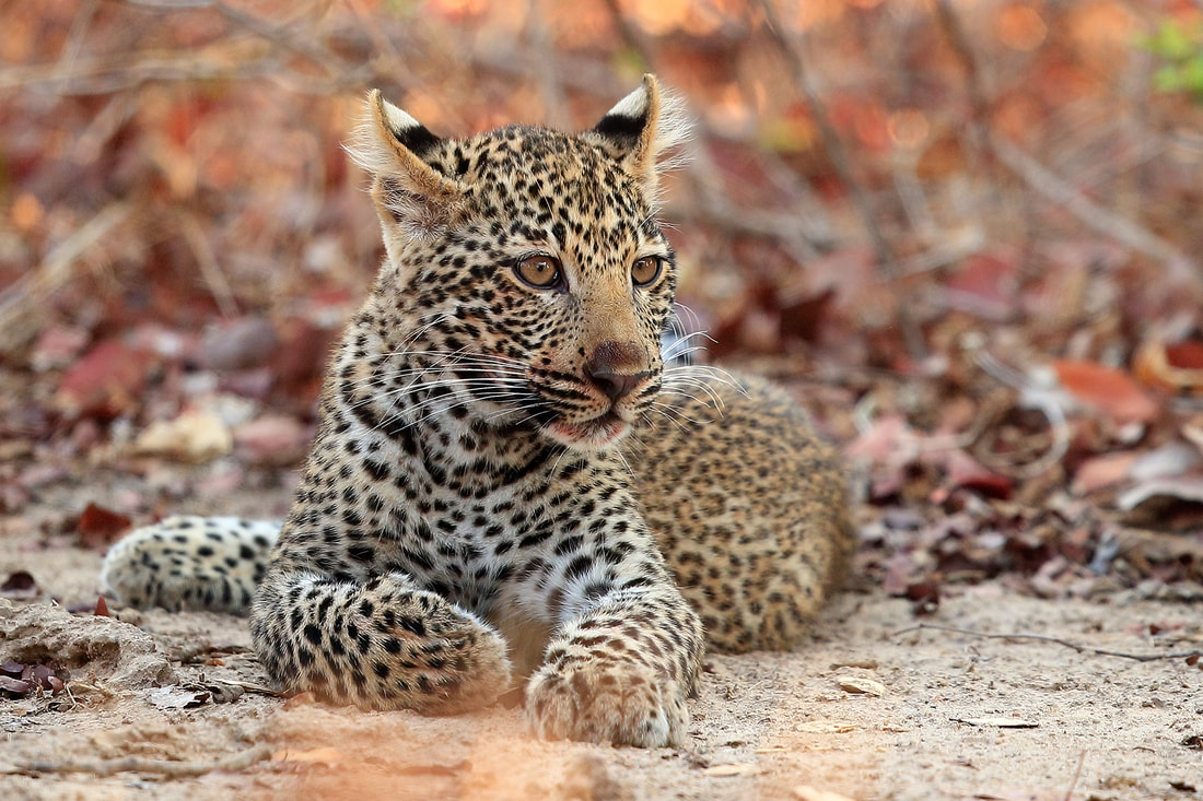 Leopard cub, South Luangwa National Park by Bret Charman