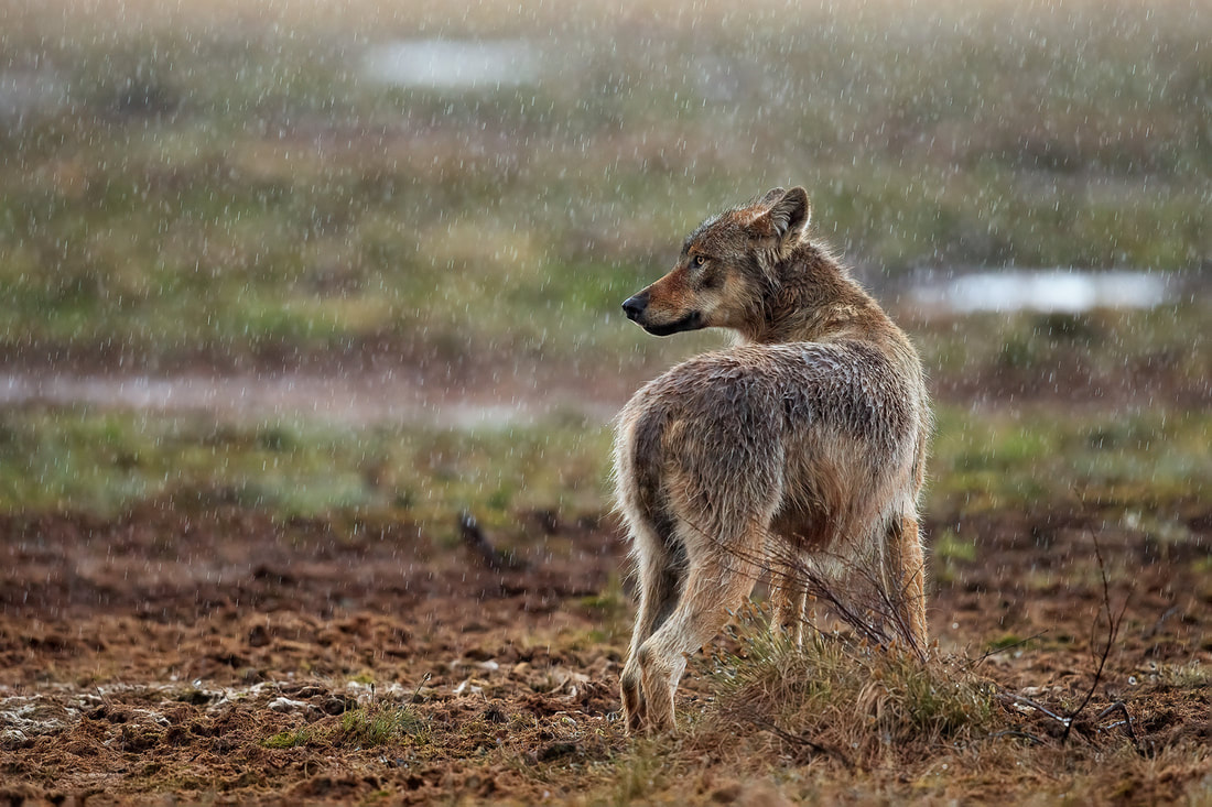 Young grey wolf in the rain, Finland by Bret Charman