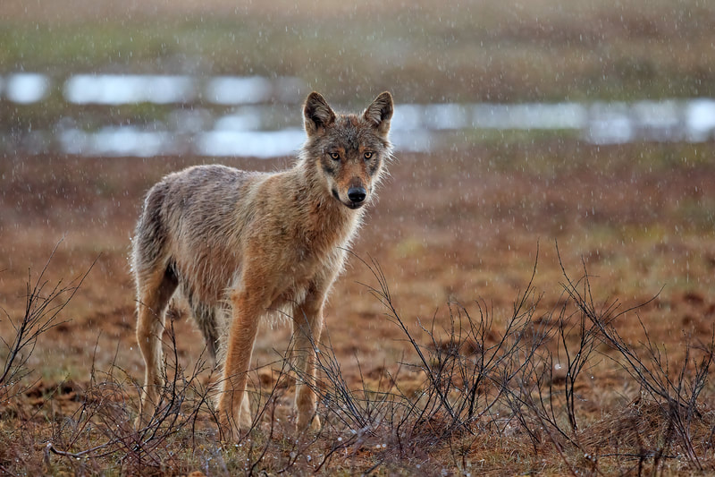 Grey wolf in the rain, Finland by Bret Charman