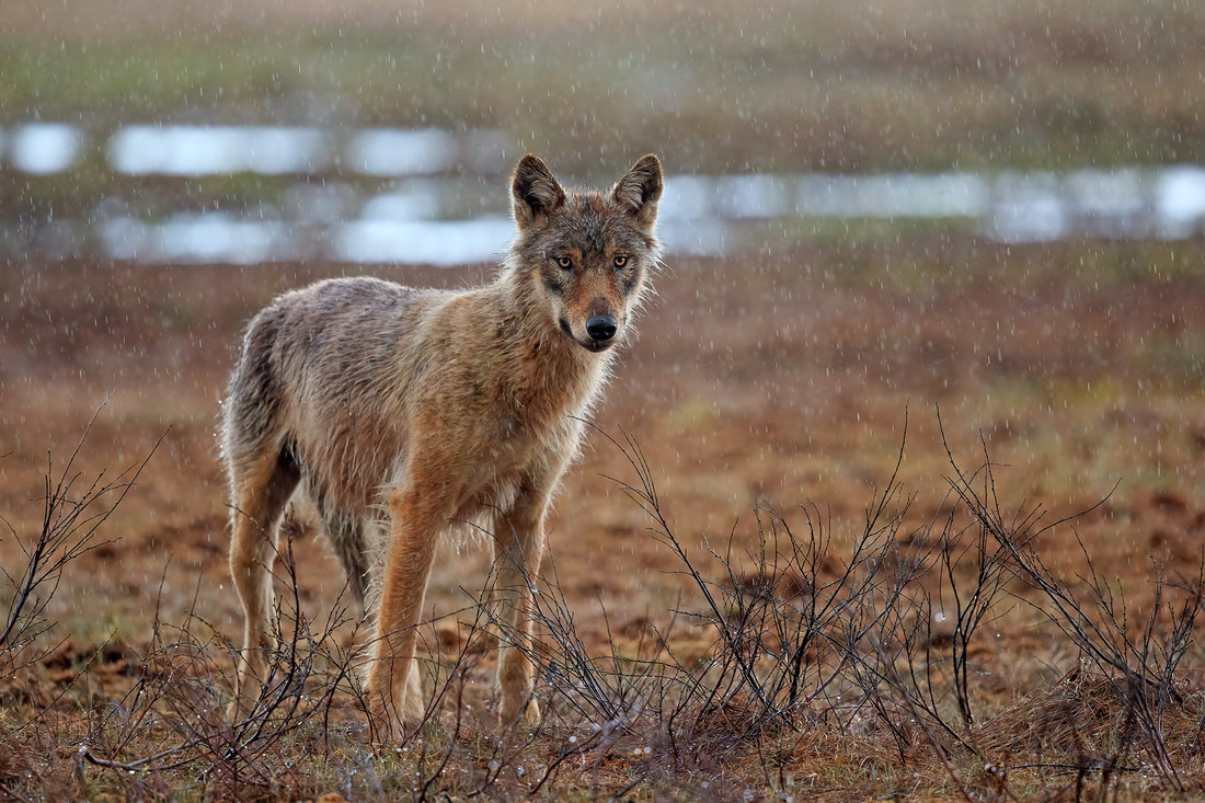 Young grey wolf, Finland by Bret Charman