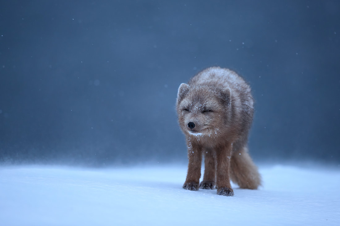 Arctic fox in blizzard, Iceland by Bret Charman