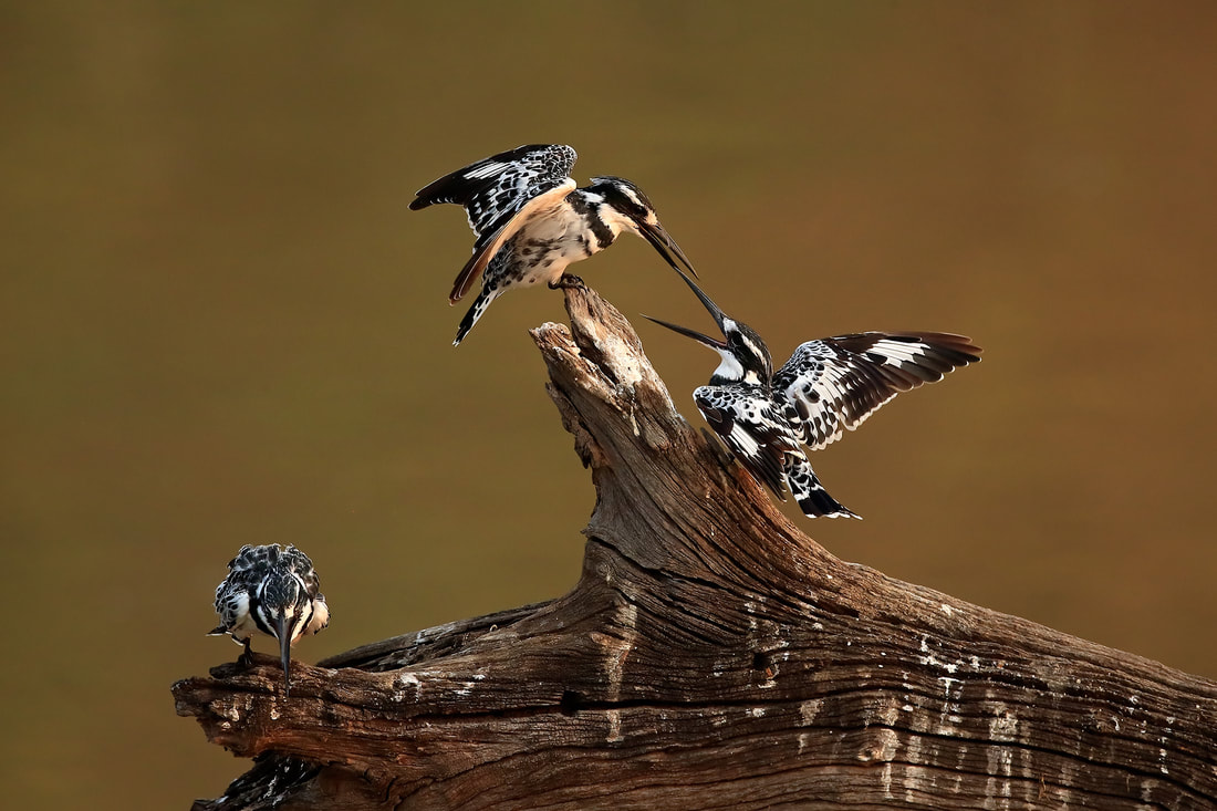 Squabbling pied kingfishers, South Luangwa National Park by Bret Charman