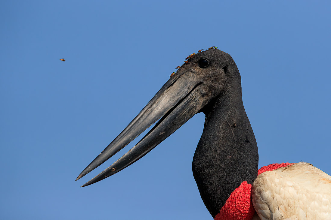 Jabiru stork, Pixaim, Brazil by Bret Charman
