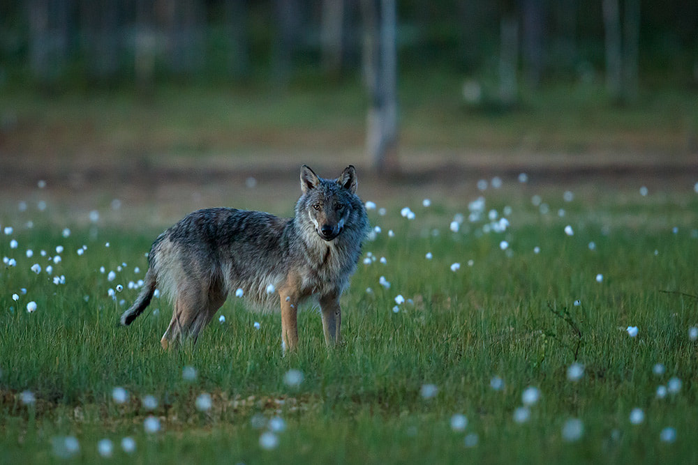 Wolf portrait in Finland