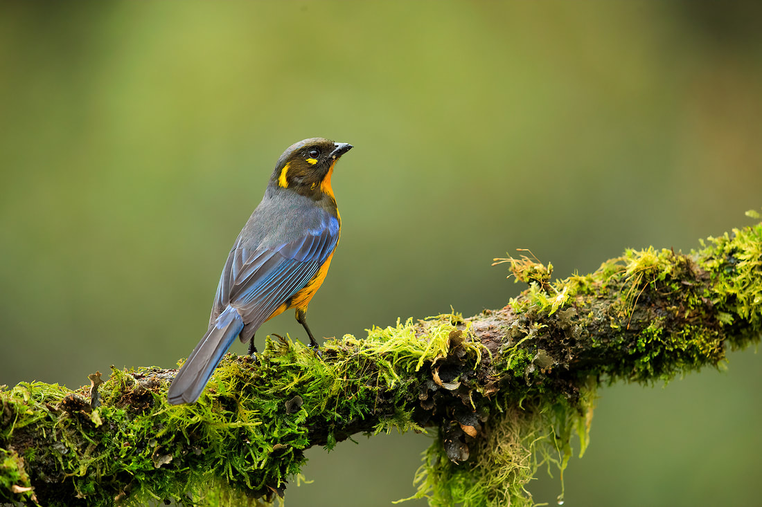 Lacrimose mountain tanager on mossy branch, Nevado del Ruiz, Colombia by Bret Charman