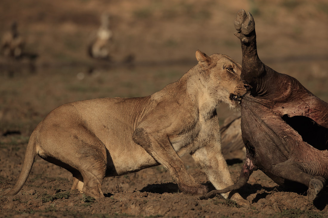 Lioness feeding on a buffalo carcass, South Luangwa National Park, Zambia by Bret Charman