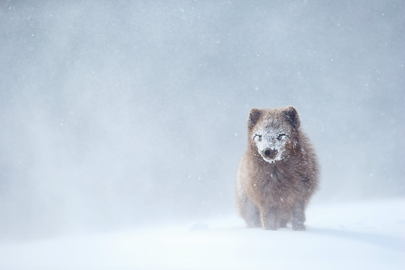 Blue morph Arctic fox standing in spindrift, Iceland by Bret Charman 
