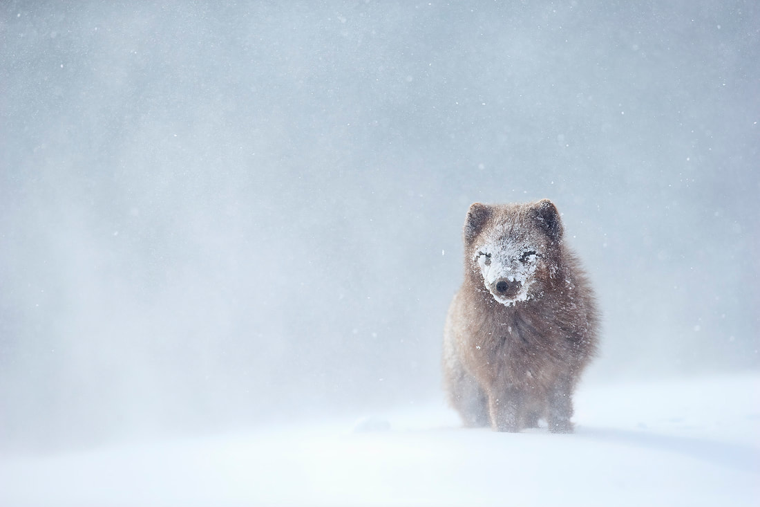 Blue morph Arctic fox portrait in blizzard conditions, Iceland by Bret Charman