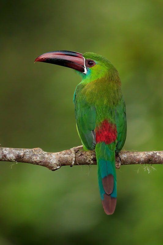 Crimson-rumped toucanet, Colombia by Bret Charman