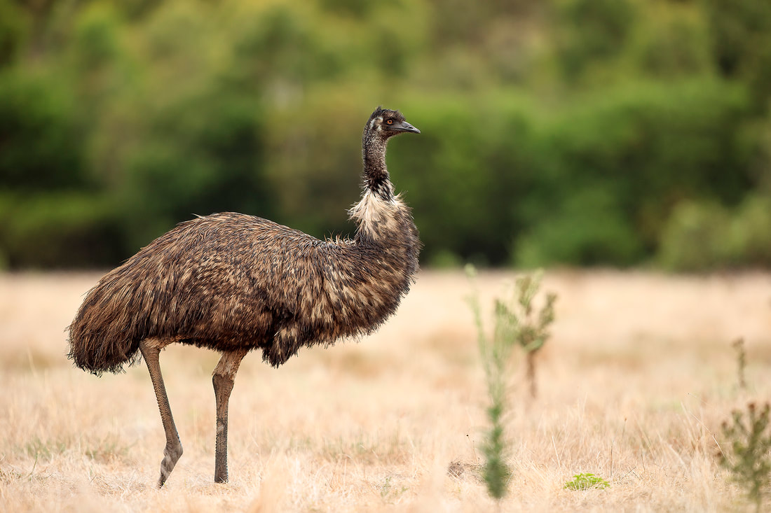 Emu, Victoria, Australia by Bret Charman