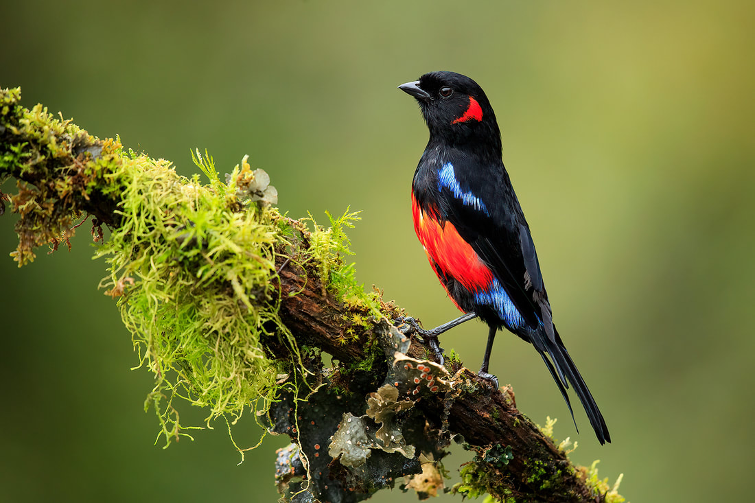 Scarlet-bellied mountain tanager on branch, Nevado del Ruiz, Colombia by Bret Charman