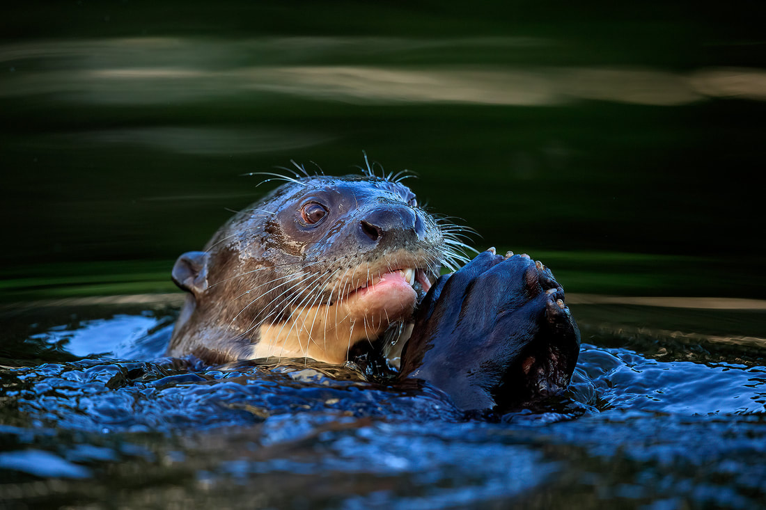 Giant river otter, Pixaim River, Brazil by Bret Charman