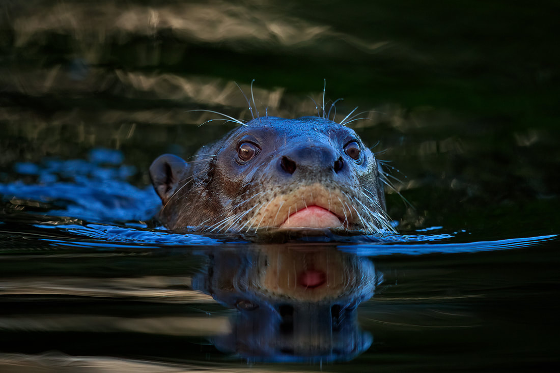 Giant river otter swimming, Pixaim River, Brazil by Bret Charman