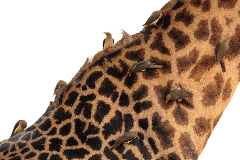 Red-billed oxpeckers on a Thornicroft's giraffe, South Luangwa National Park by Bret Charman