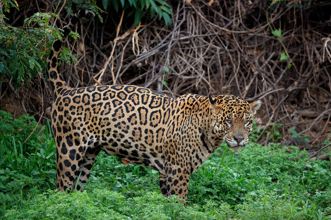 Male jaguar scenting, Three Brothers River, Brazil by Bret Charman