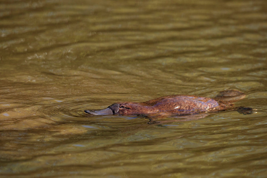 Platypus, Tasmania, Australia by Bret Charman