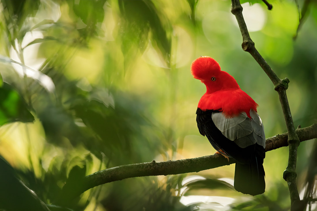 Andean cock-of-the-rock on perch, Colombia by Bret Charman