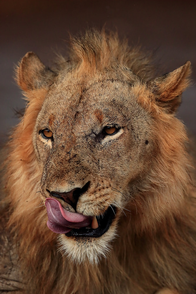 Male lion, South Luangwa National Park, Zambia (Bret Charman)