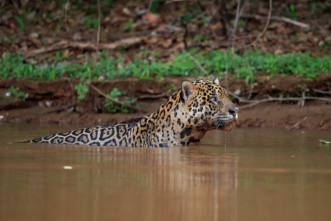 Male jaguar stalking in Three Brothers River, the Pantanal, Brazil by Bret Charman