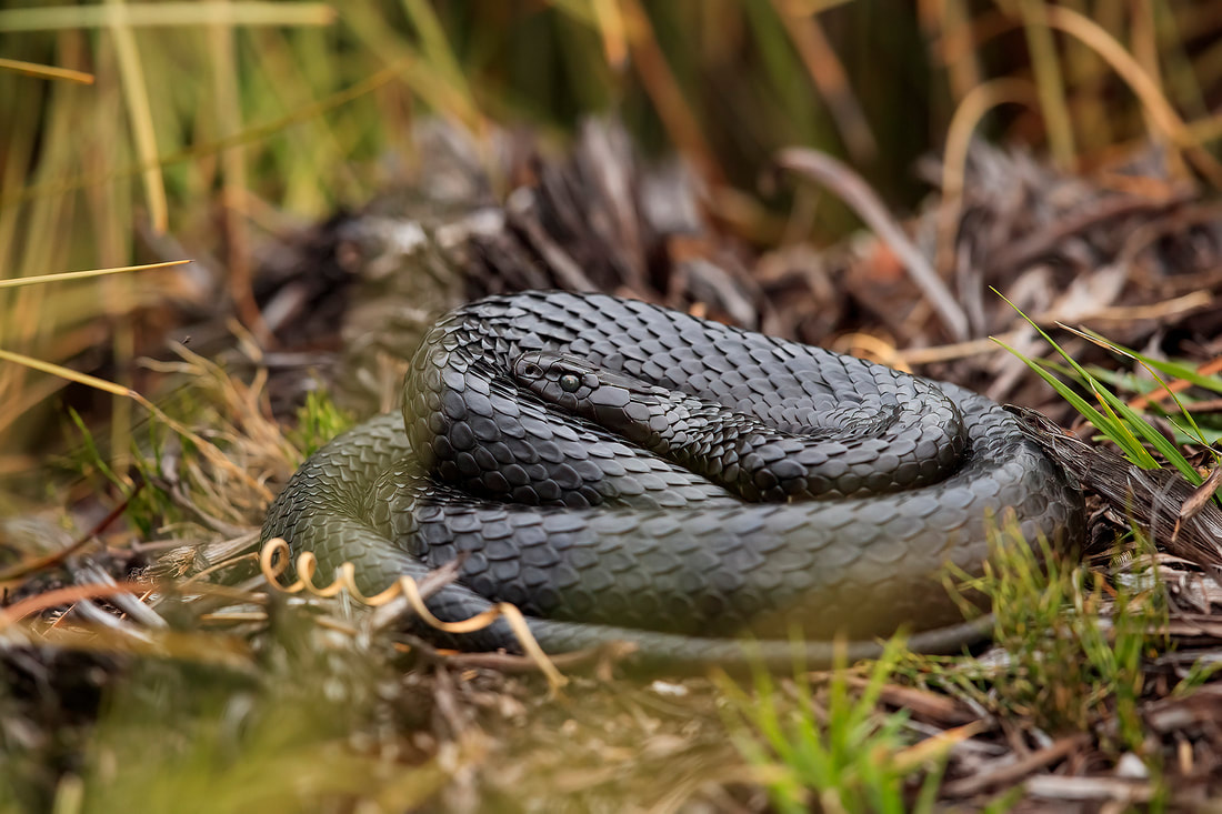 Black tiger snake, Tasmania, Australia by Bret Charman