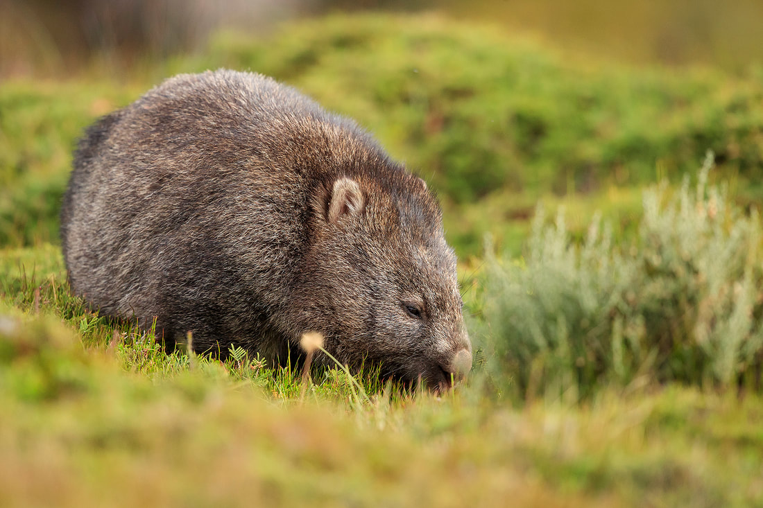 Wombat, Tasmania, Australia by Bret Charman