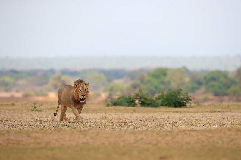 Male African lion, South Luangwa National Park by Bret Charman
